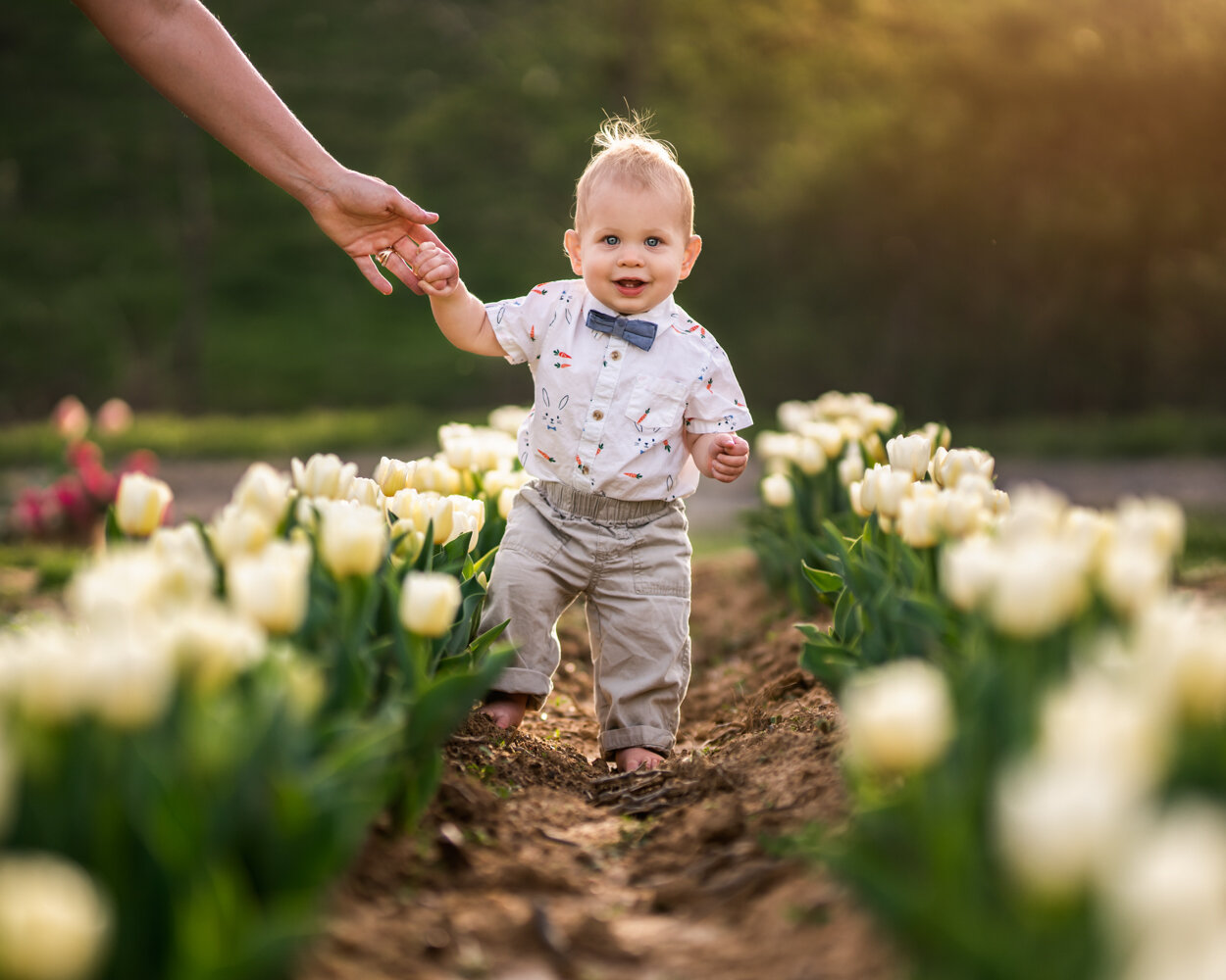 baby boy in tulip garden - Asheville Baby Photographer