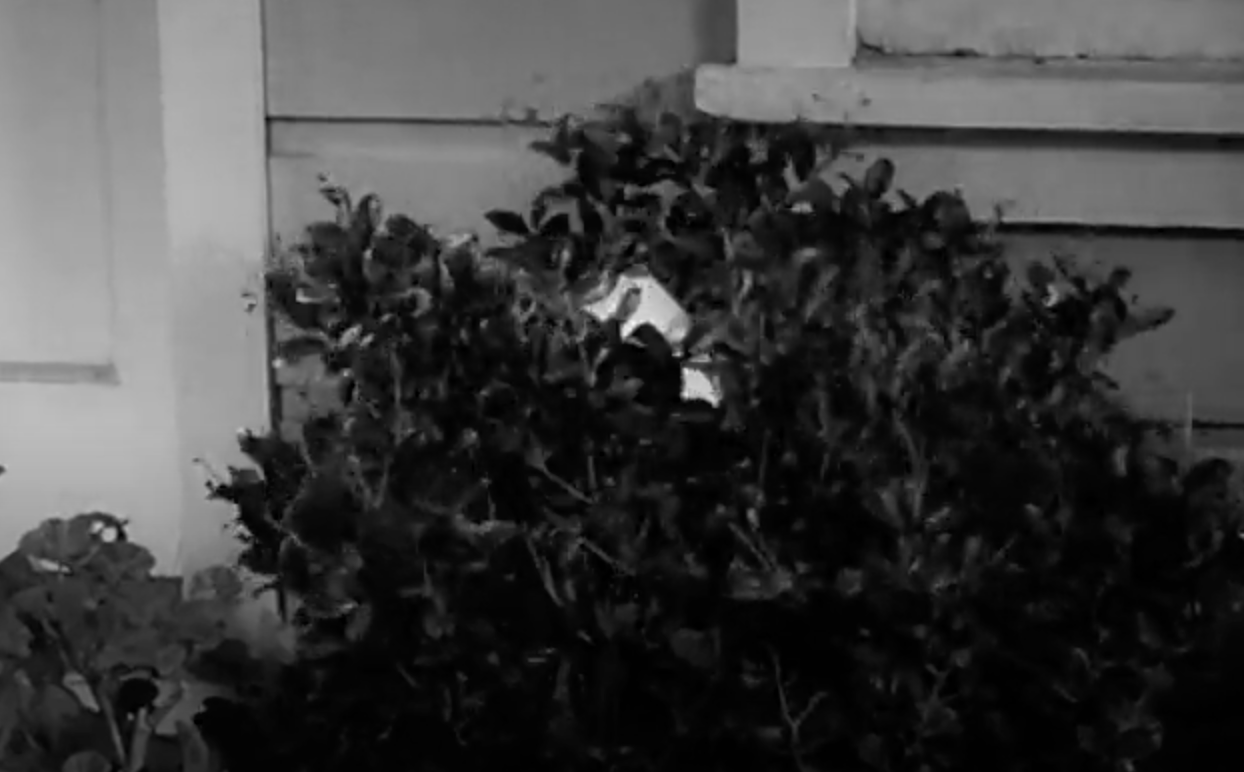 A real bush-league throw