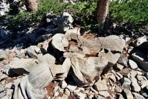 The oldest tree in the world meets humanity and loses.