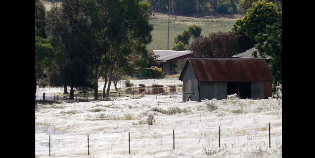 It's Raining Spiders. Hallelujah?