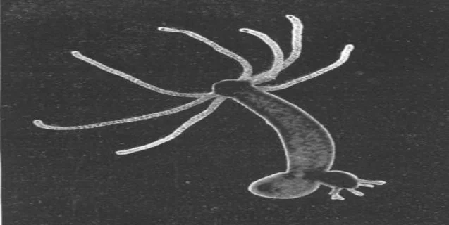 Would you still eat if you had to rip open your mouth every time?