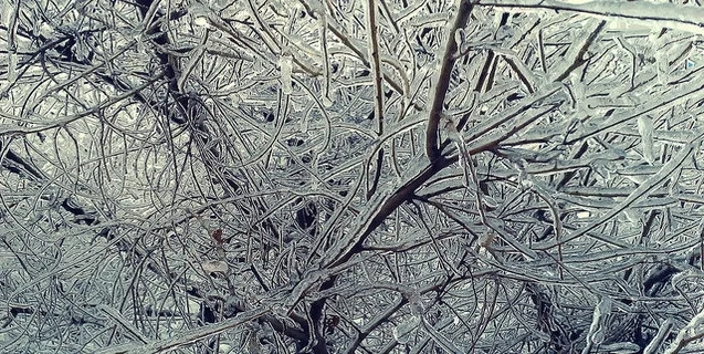 The Permafrost is Melting...and Life Forms are Waking Up