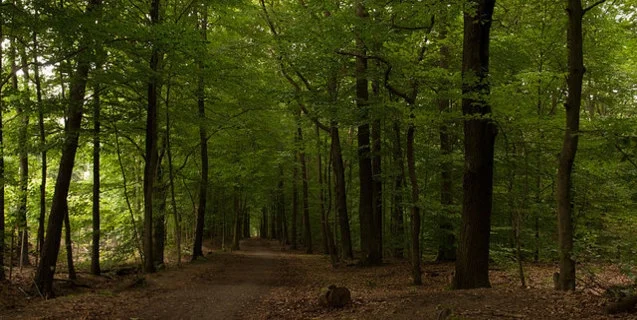 Are 'Other' Humans Still out There?