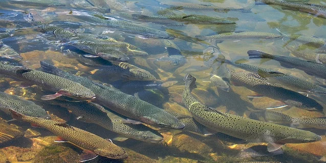 A Fish Out of Water May Not be That Weird