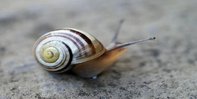 Birds, Snails, and Parasite-Induced Zombism (Oh My!)