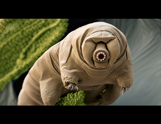 tardigrade.jpg