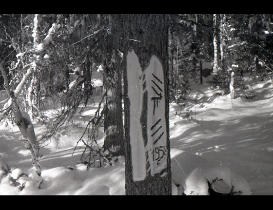  A marker carved into a tree by the local indigenous Mansi peoples, indicating the number of people in their hunting party 