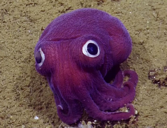 GoogleyedSquid.jpg