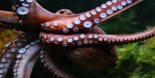 Squids and Octopi Continue to Baffle (and Amaze) Scientists 