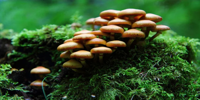 Mushrooms Are Weird (And Glowing Mushrooms Are Weirder)