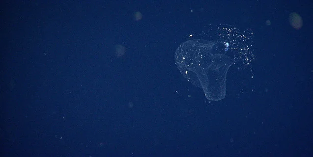 We Can Thank Mucus For Cleaning Our Oceans 