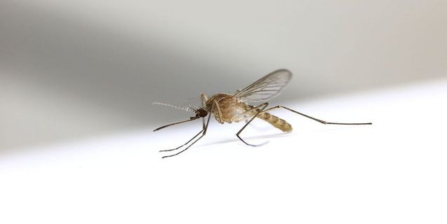 Why Do Some People Get Attacked By Mosquitos More Than Others?