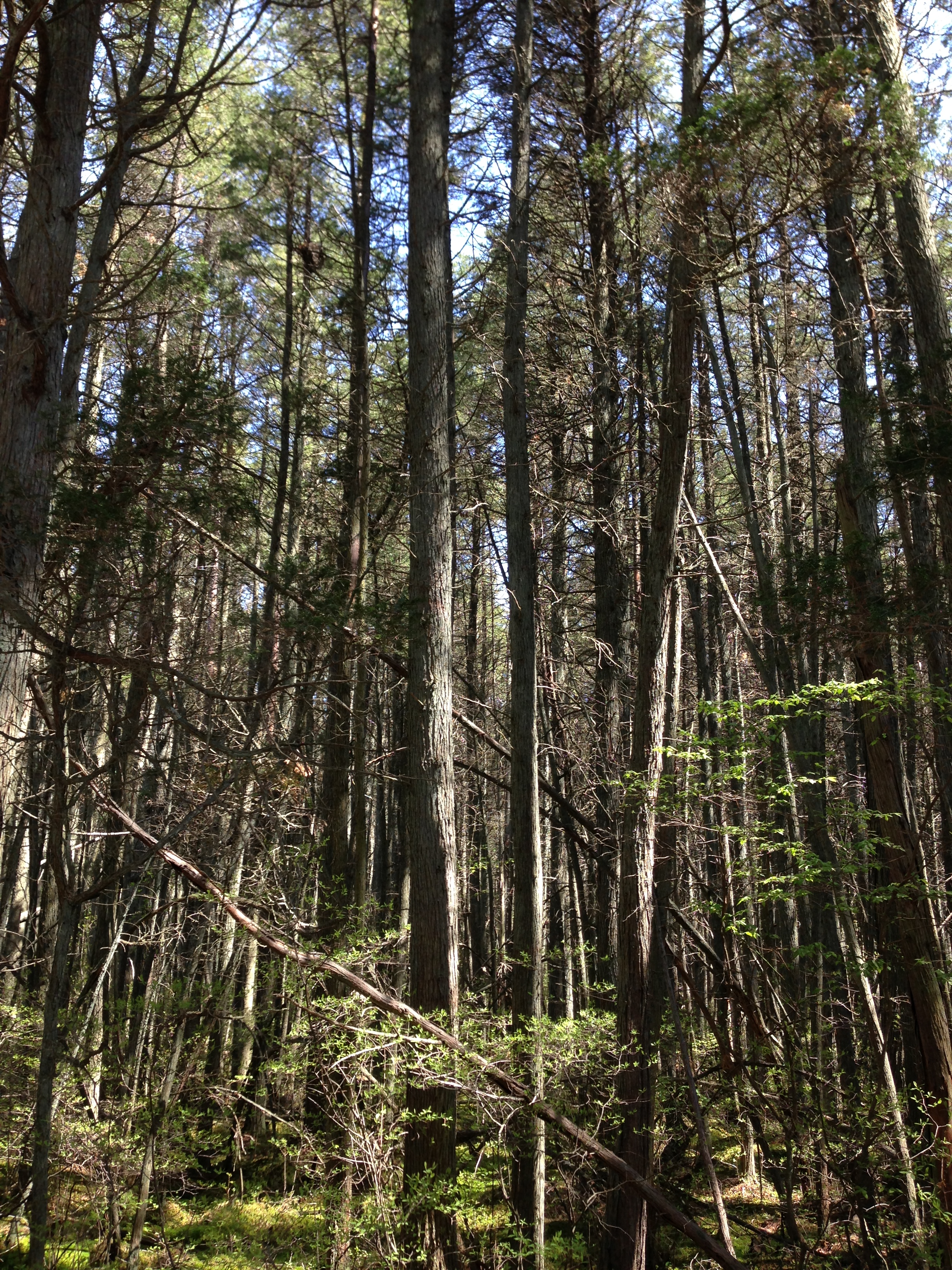 2013-05-10_11_04_57_A_dense_Atlantic_White_Cedar_swamp_along_the_Mount_Misery_Trail_in_Brendan_T_Byrne_State_Forest_in_New_Jersey.jpg