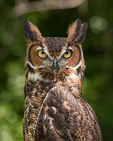 The Great Horned Owl