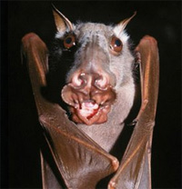 The African Hammer-headed Bat