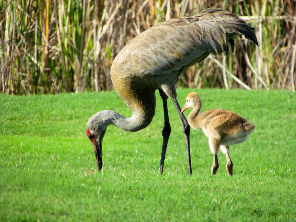 The Sandhill Crane and chick