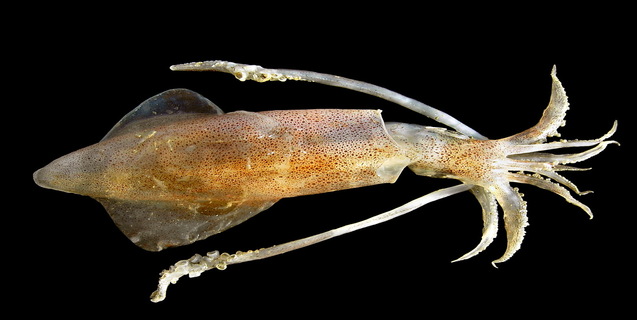 Squids Speak Alphabets...but Without using their Mouths