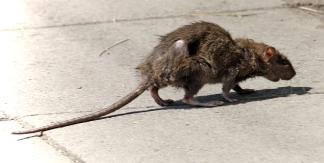 Rats are Probably Worse than you Thought