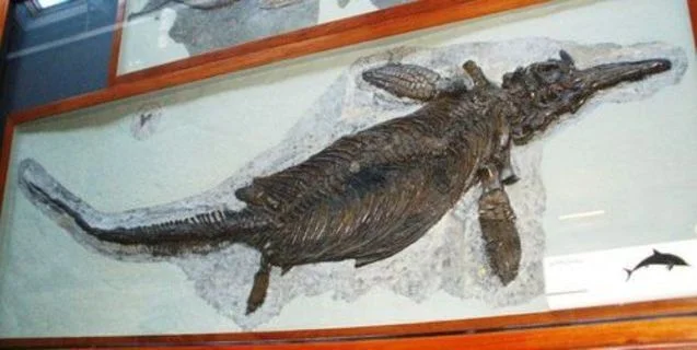 New Discovery: The Largest Sea Dragon!