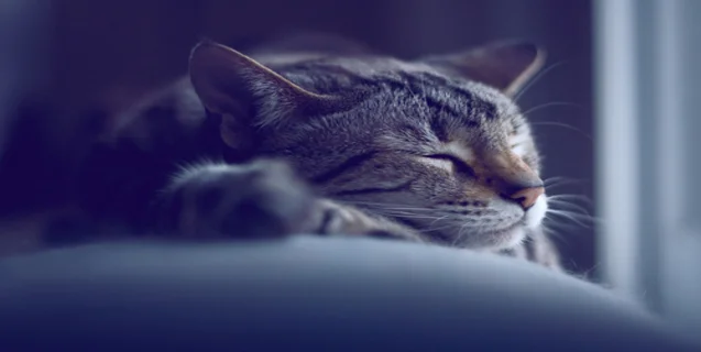 Have YOU Dreamed Lately?
