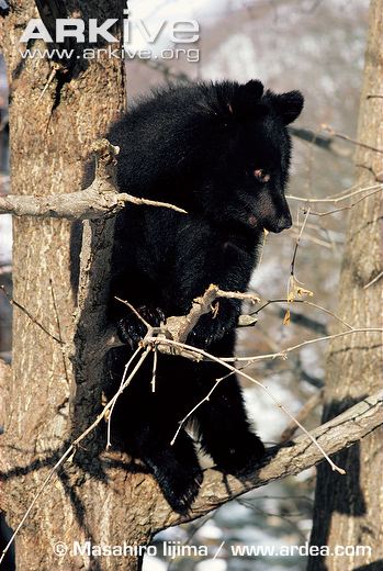  A juvenile Asiatic Black Bear, notably climbing a tree, for which an opposable digit is considerably useful. That digit, leaves a very unusual footprint, especially in the case of an overprint (when the animals back foot settles within the footprint