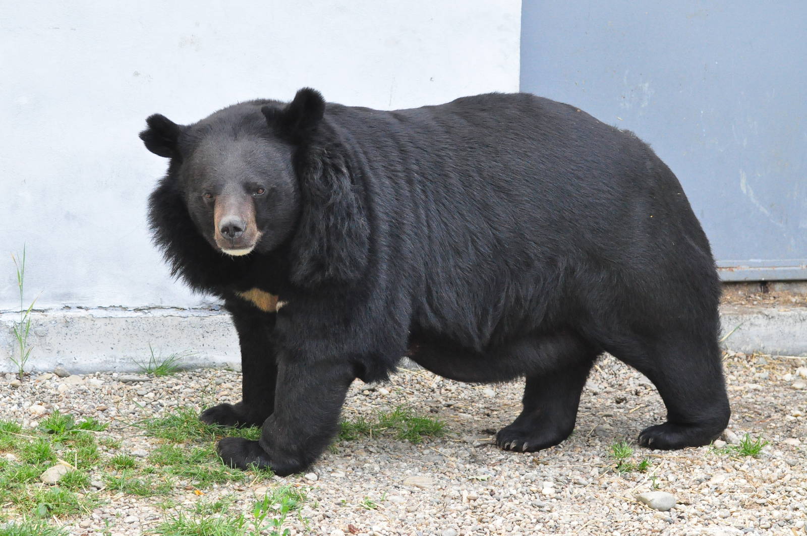  Adult Asiatic Tree Bear. (The reason the juveniles have to hide in trees to survive.) 