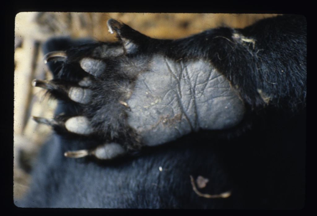  The foot of a juvenile Asiatic Black Bear. Note the thumb-like digit for tree-climbing. 