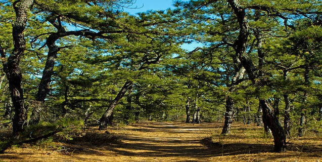 The Witch of the Pine Barrens 