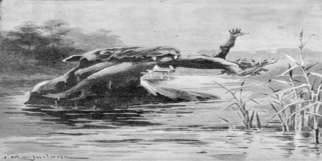 The Bunyip