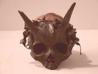  NOT the skull of a horned giant!&nbsp; This skull turns out to actually be a manufactured cult object, currently in the collection of the mysterious museum,   Surnateum  .&nbsp; According to its curator,&nbsp; Christian Chelman , "It's not a giant s