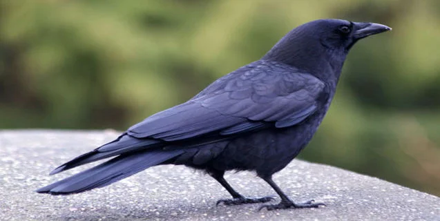 Ravens Are Evolving 