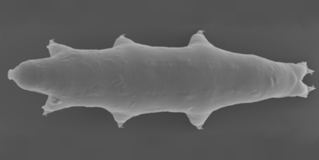 Tardigrade Update: A New Type of Tardigrade Revealed!