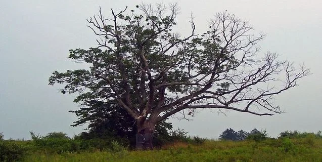 New Jersey's Devil Tree