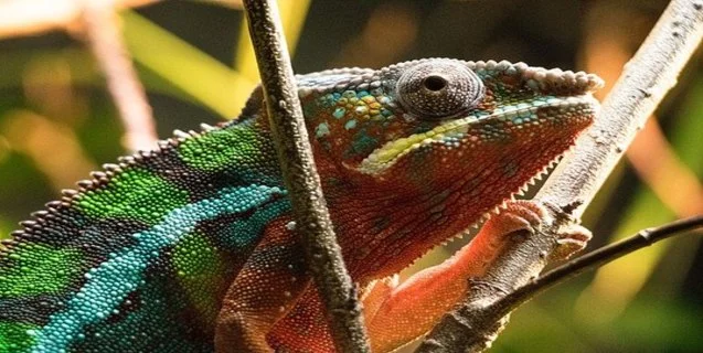 Why A Chameleon Always Changes its Spots