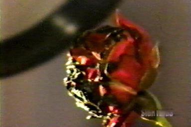  A partially burned rose, one of several items in the Sallie House that spontaneously caught fire or became scorched 