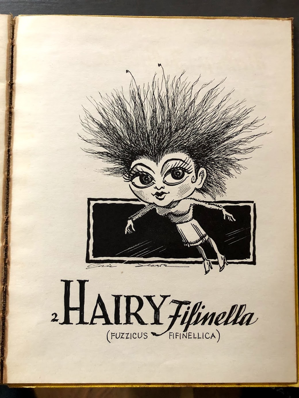 Hairy Fifinella
