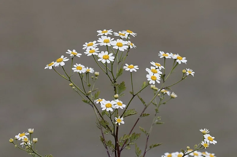 Feverfew Folklore
