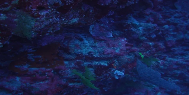 The Ocean and the Full Moon