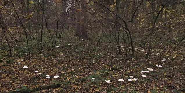 Beware the Fairy Ring
