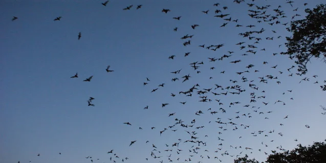 Bats &amp; Witches