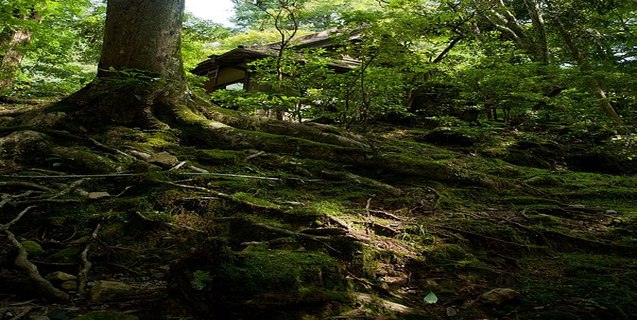 Kodama