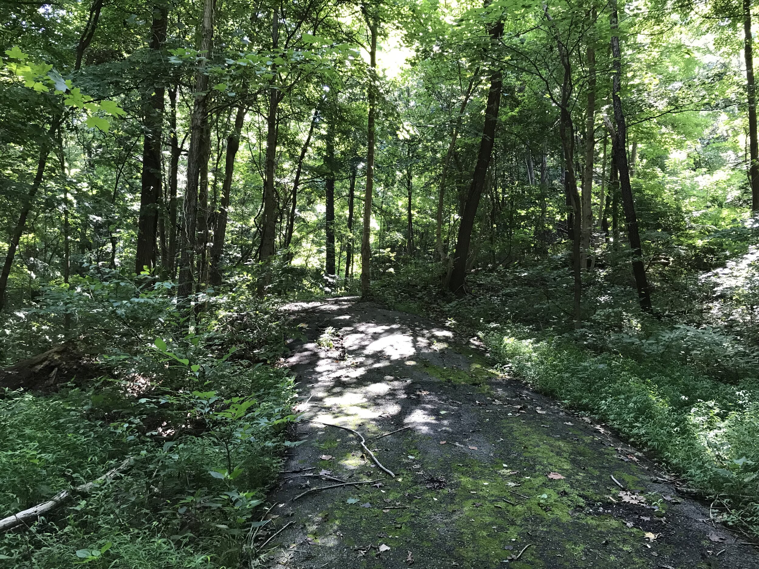 An overgrown path near the bunkhouse.