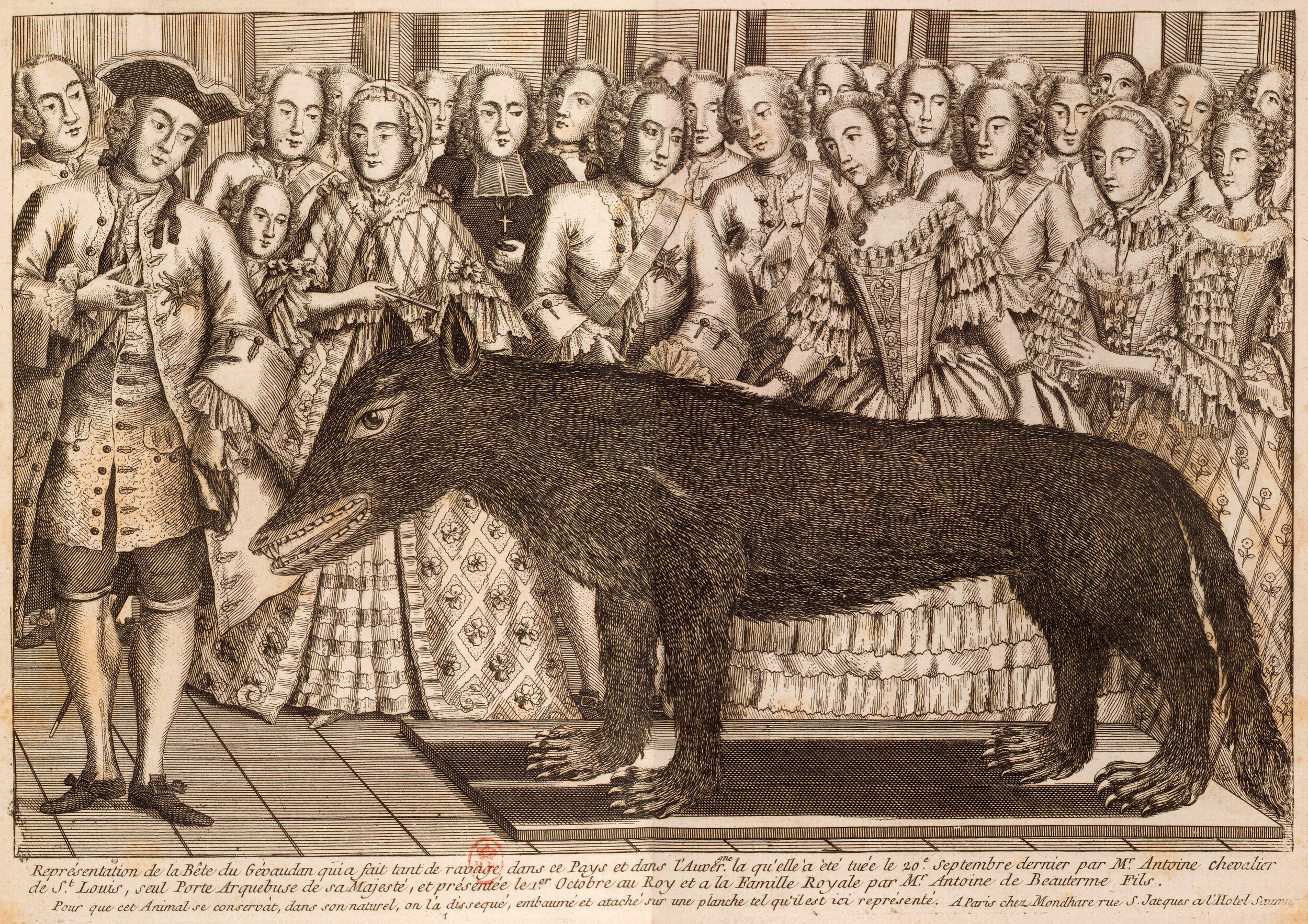  “Presentation of the wolf of Chazes at the  court  of  Versailles . Wearing a  tricorn , Antoine de Beauterne, younger son of  François Antoine , is represented on the left of the engraving. In the center,  Louis XV  feels the  naturalized  beast. Q