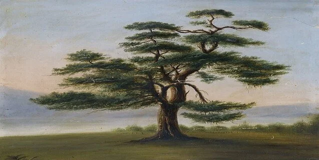 Why do we Knock on Wood?