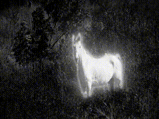 Ep 209: The Phantom Horse of Greensboro