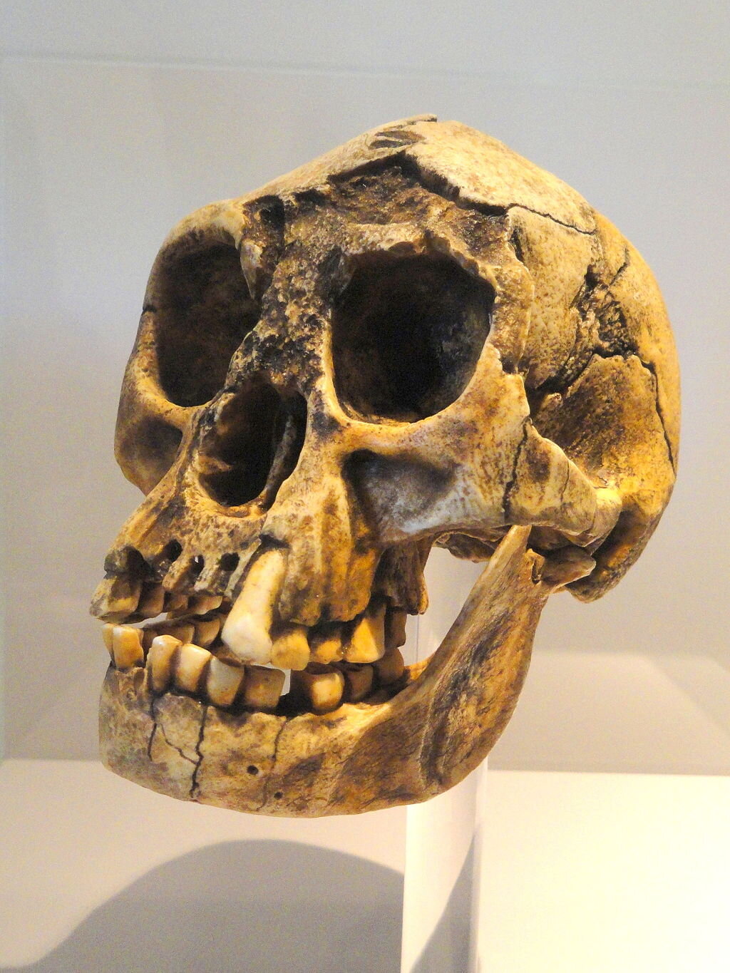  Homo floresiensis skull. From the Naturmuseum Senckenberg.  Photo credit: Daderot 