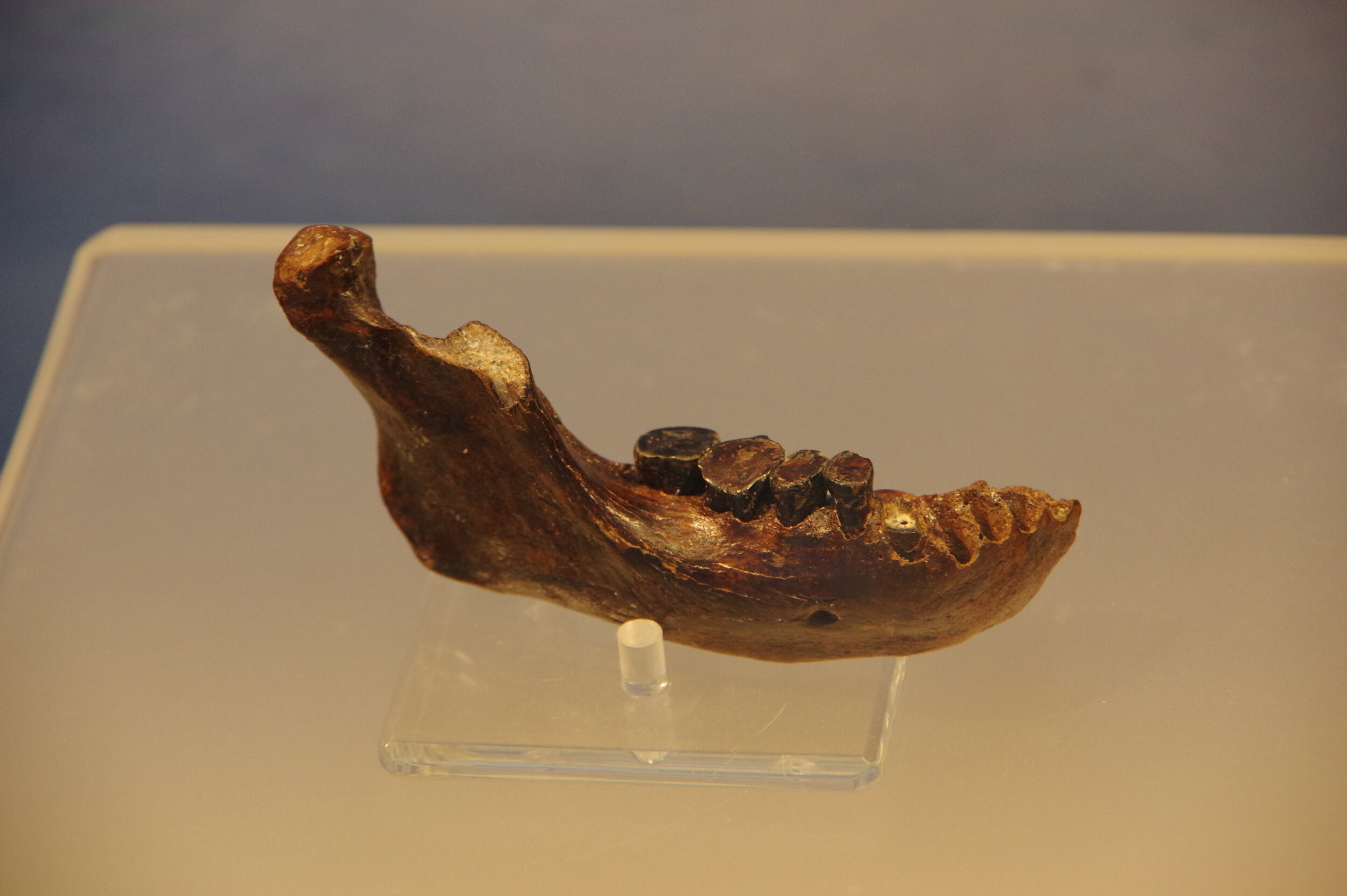  The Fossil of Mandible of Penghu.  Photo credit: Taichung Johnny.  Used with CC by SA4 