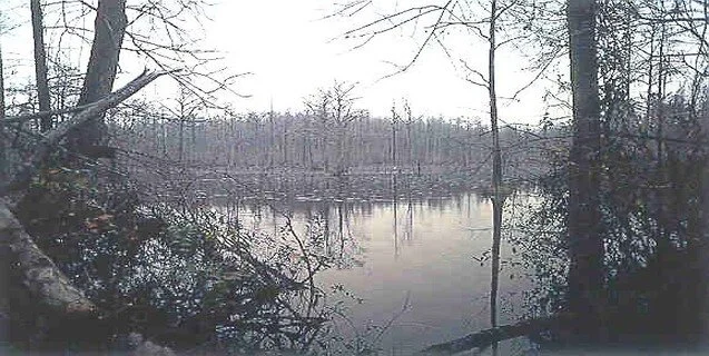 The Lizard Man of Scape Ore Swamp