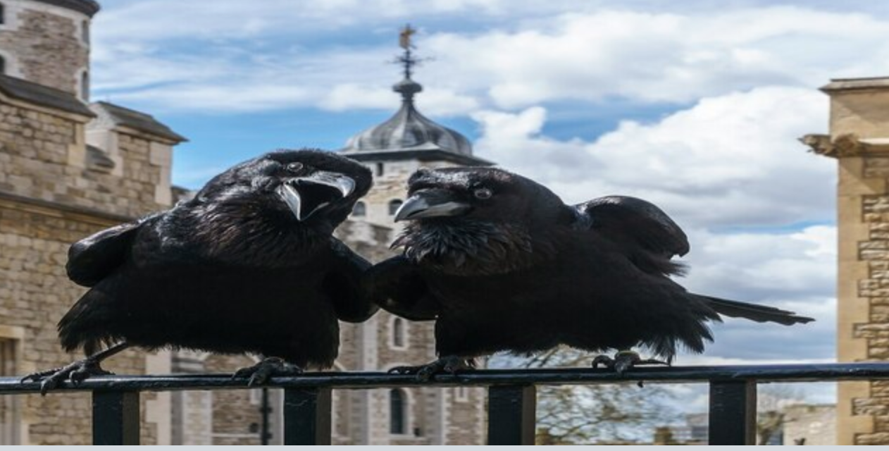 The Ravens of the Tower of London