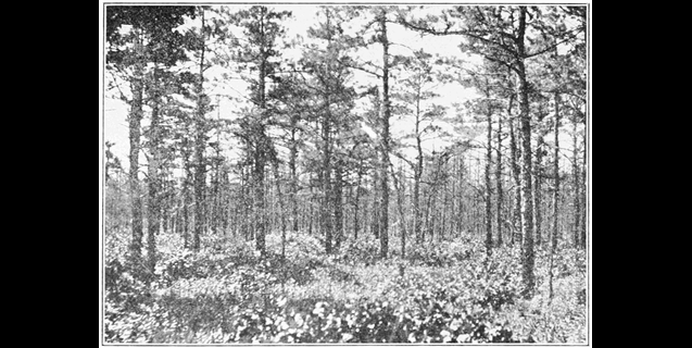 Dr. James Still: The Doctor of the Pine Barrens